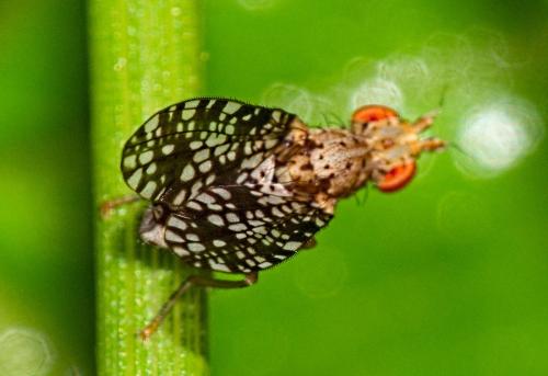 Réf. 346 383 : Trypetoptera punctulata
